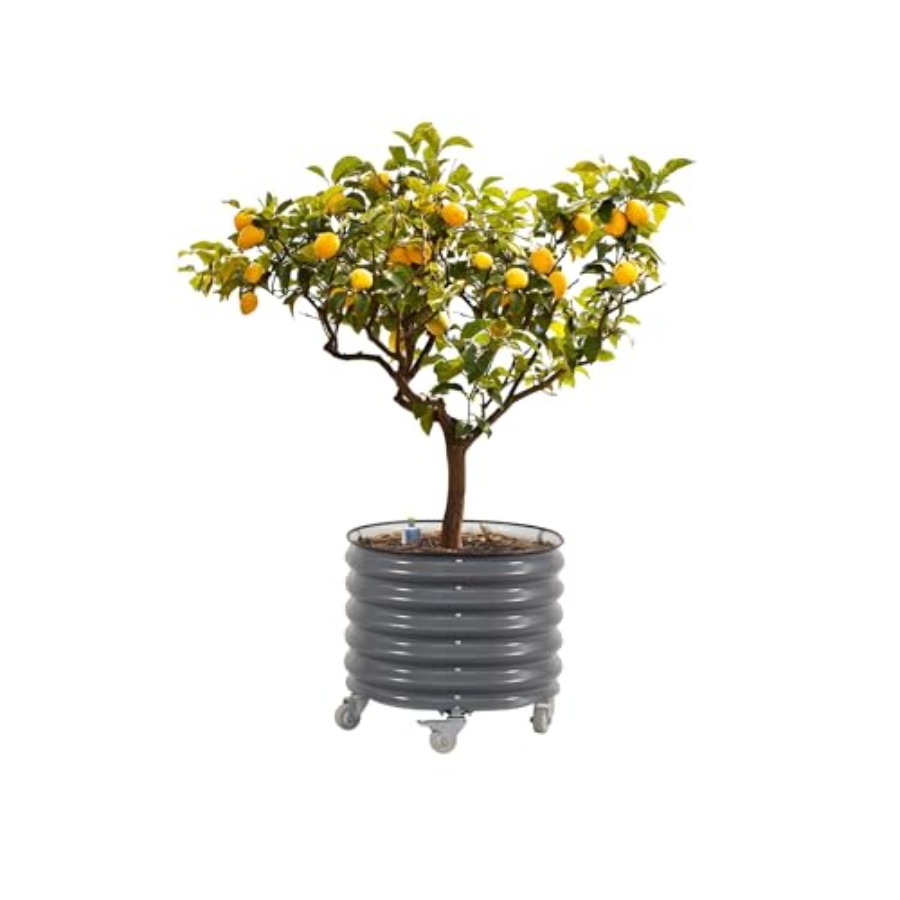 Rolling Metal Citrus Tree Plan - Self-Watering Planter avis et prix