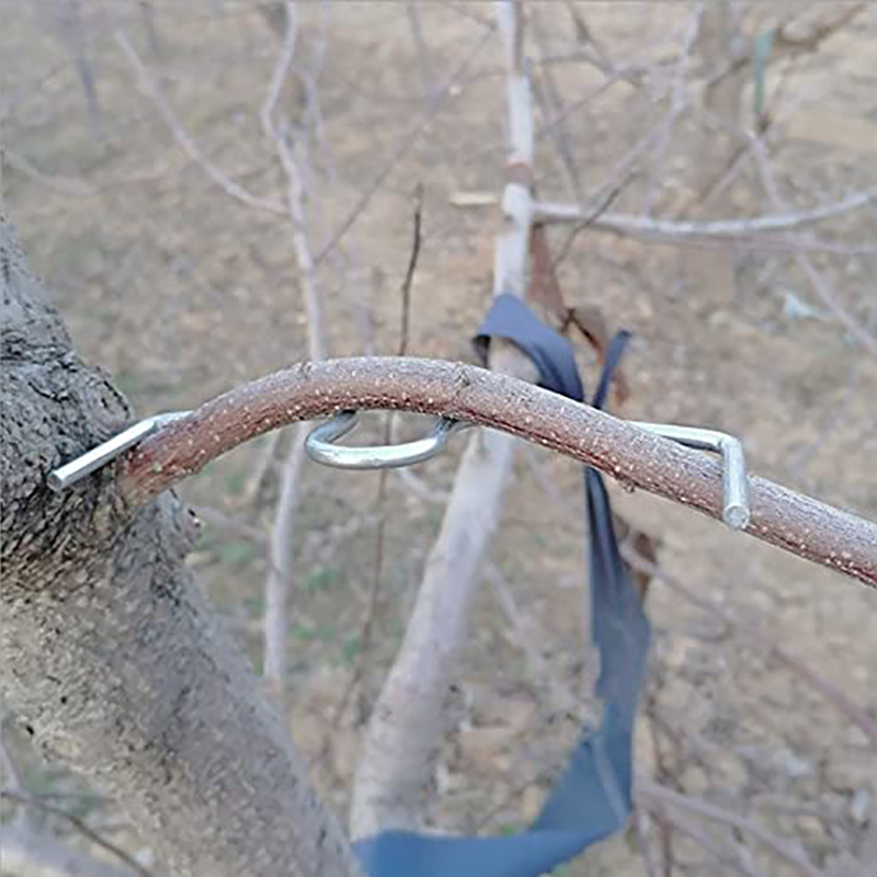 30pcs/set Fruit Tree Branch Pu - Gardening Tools Shop avis et prix