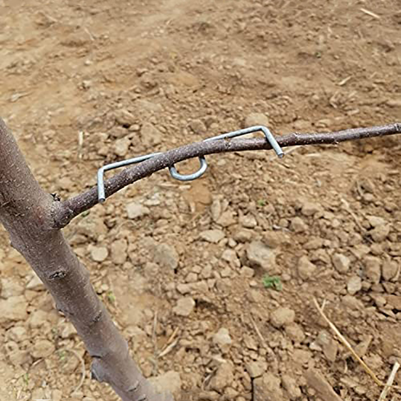 30pcs/set Fruit Tree Branch Pu - Gardening Tools Shop avis et prix