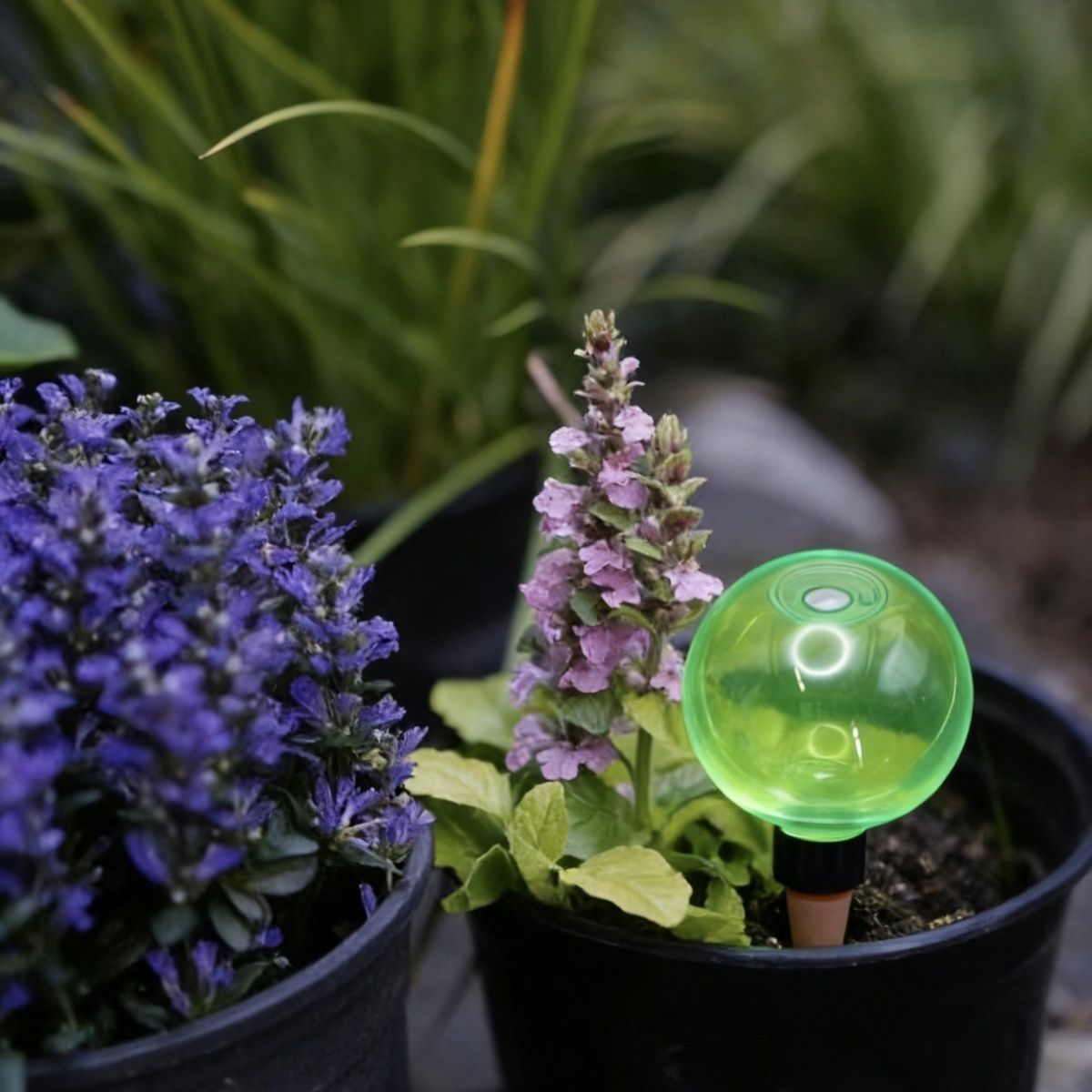 3pcs Large Plant Self Watering - Self-Watering Planter avis et prix